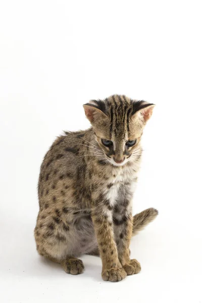 Aziatische Luipaard Kat Sunda Luipaard Kat Prionailurus Bengalensis Javanensis Geïsoleerd — Stockfoto