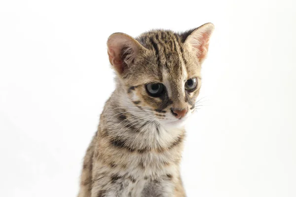 Asijské Leopard Kočka Nebo Sunda Leopard Kočka Prionailurus Bengalensis Javanensis — Stock fotografie