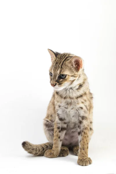 Asian Leopard Cat Sunda Leopard Cat Prionailurus Bengalensis Javanensis Isolated — Stock Photo, Image