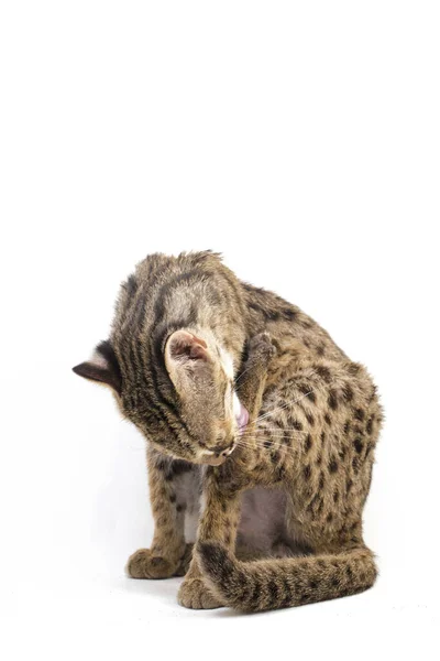 Aziatische Luipaard Kat Sunda Luipaard Kat Prionailurus Bengalensis Javanensis Geïsoleerd — Stockfoto