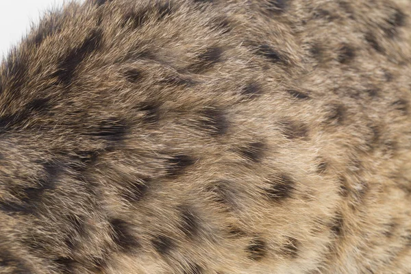 Die Asiatische Leopardenkatze Oder Sunda Leopardenkatze Prionailurus Bengalensis Javanensis Isoliert — Stockfoto