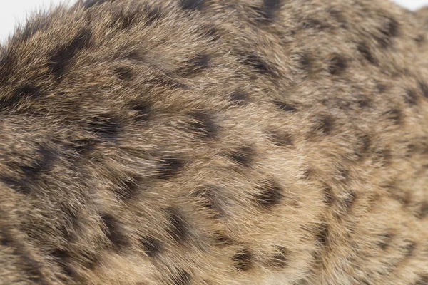 Gato Leopardo Asiático Gato Leopardo Sunda Prionailurus Bengalensis Javanensis Aislado — Foto de Stock