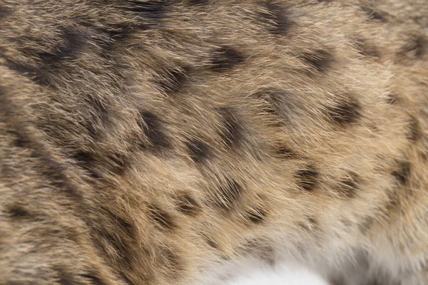Die Asiatische Leopardenkatze Oder Sunda Leopardenkatze Prionailurus Bengalensis Javanensis Isoliert — Stockfoto