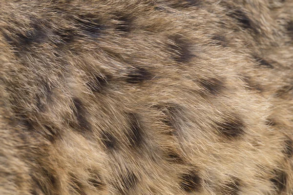 Ázsiai Leopárd Macska Vagy Sunda Leopárd Macska Prionailurus Bengalensis Javanensis — Stock Fotó