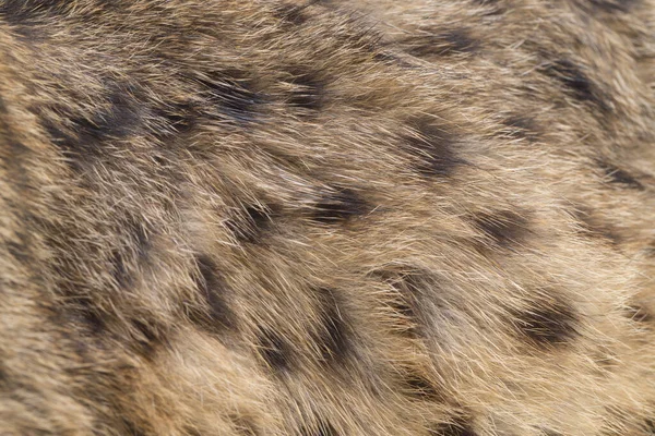 Asyalı Leopar Kedi Veya Sunda Leopar Kedisi Prionailurus Bengalensis Javanensis — Stok fotoğraf