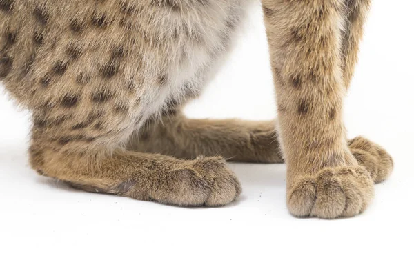 Die Asiatische Leopardenkatze Oder Sunda Leopardenkatze Prionailurus Bengalensis Javanensis Isoliert — Stockfoto