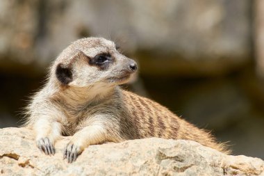 Mirket bir kayanın üzerinde yatıyor ve sağa bakıyor.