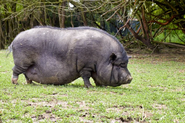 Svart Fläskmagad Gris Äng Sommaren — Stockfoto