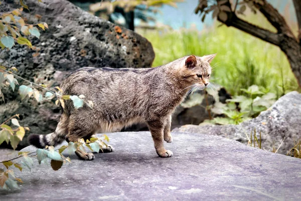 Hunting wildcat watches its prey — Stock Photo, Image