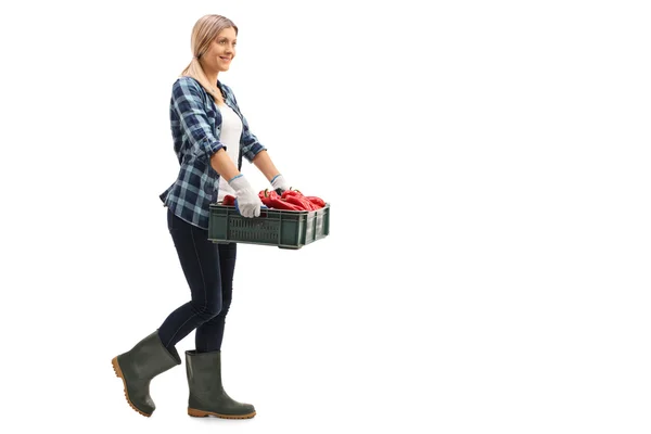 赤ピーマンの完全な木枠を運ぶ女性の農家 — ストック写真