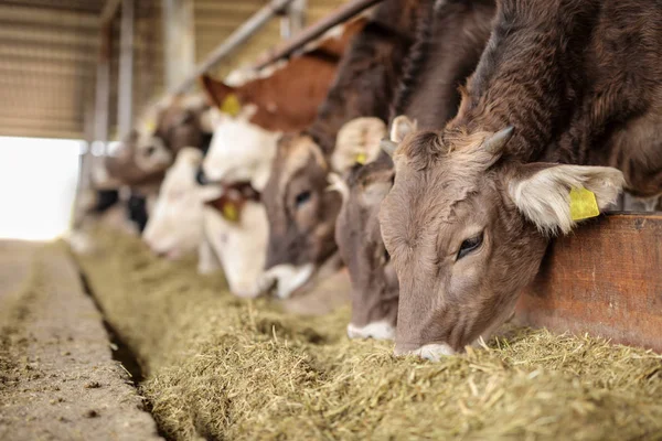 Vacas en una granja comiendo heno —  Fotos de Stock