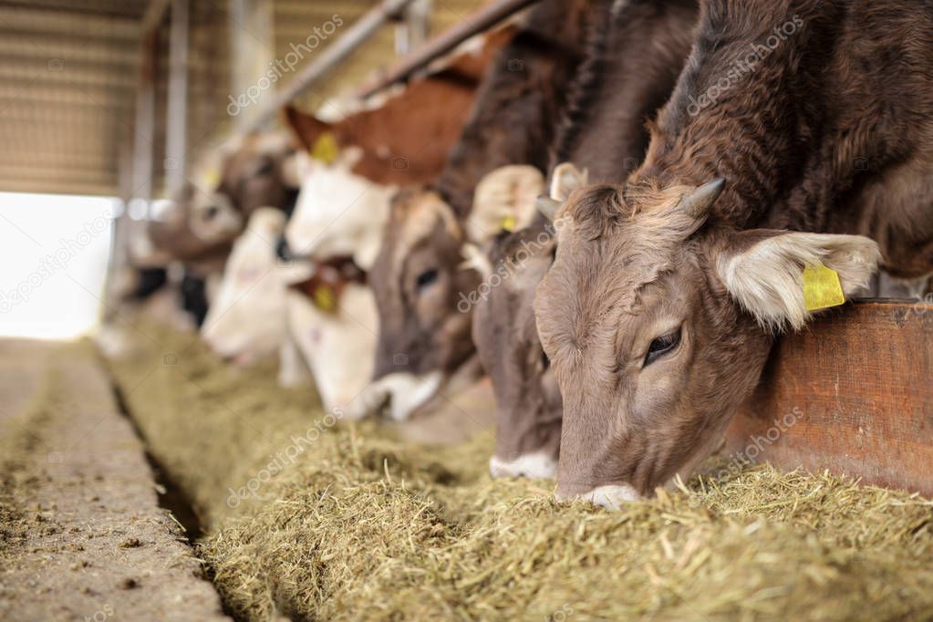 Cows in a farm eating hay — Stock Photo © ljsphotography 129951974