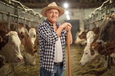 Mature farmer posing in a cowshed clipart