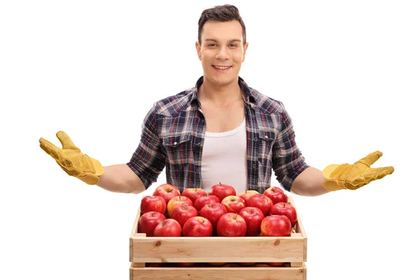 Фермер за ящиком с яблоками — стоковое фото