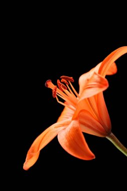 çiçek açan Stargazer Lily