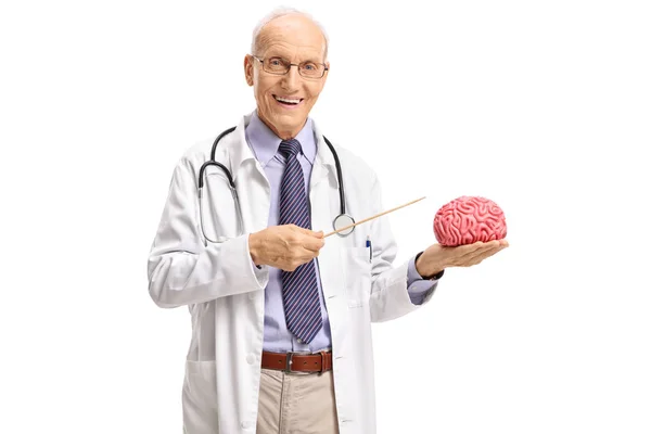 Doctor pointing at a brain model with a stick — Stock Photo, Image