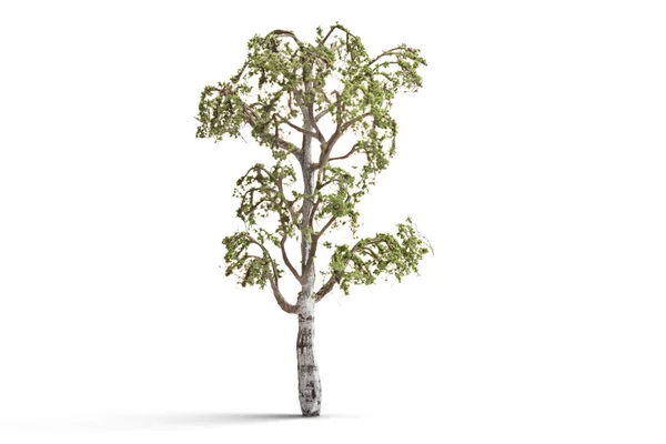 Birch tree isolated — Stock Photo, Image