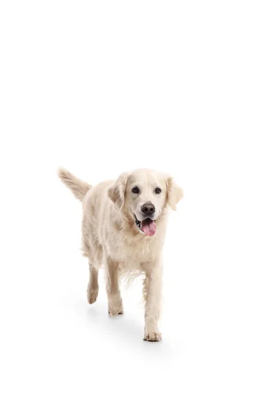 Labrador retriever hond wandelen — Stockfoto