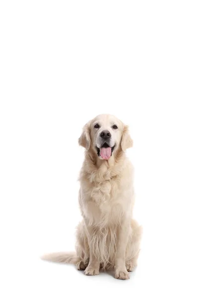 Labrador retriever hond — Stockfoto