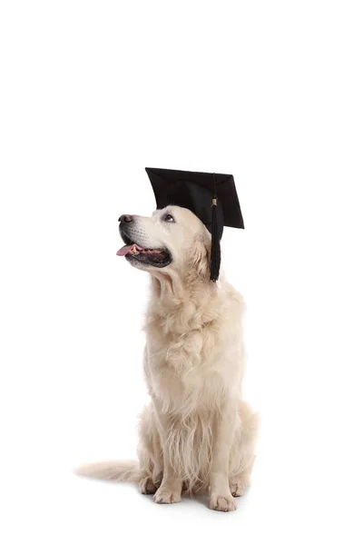 Labrador cane recuperatore indossa un cappello di laurea — Foto Stock