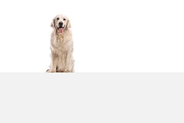 白い背景で隔離のパネルの上に座ってラブラドル レトリーバー犬犬 — ストック写真