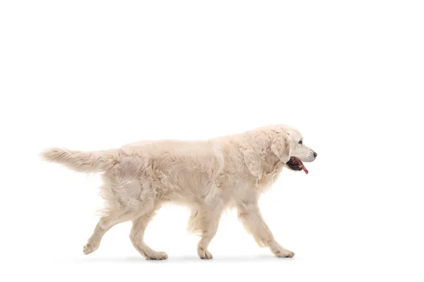 Labrador Retriever Hund Promenader Isolerad Vit Bakgrund — Stockfoto