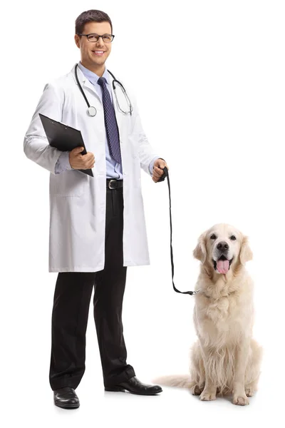 一个兽医的全长肖像与拉布拉多猎犬狗在白色背景下隔离 — 图库照片