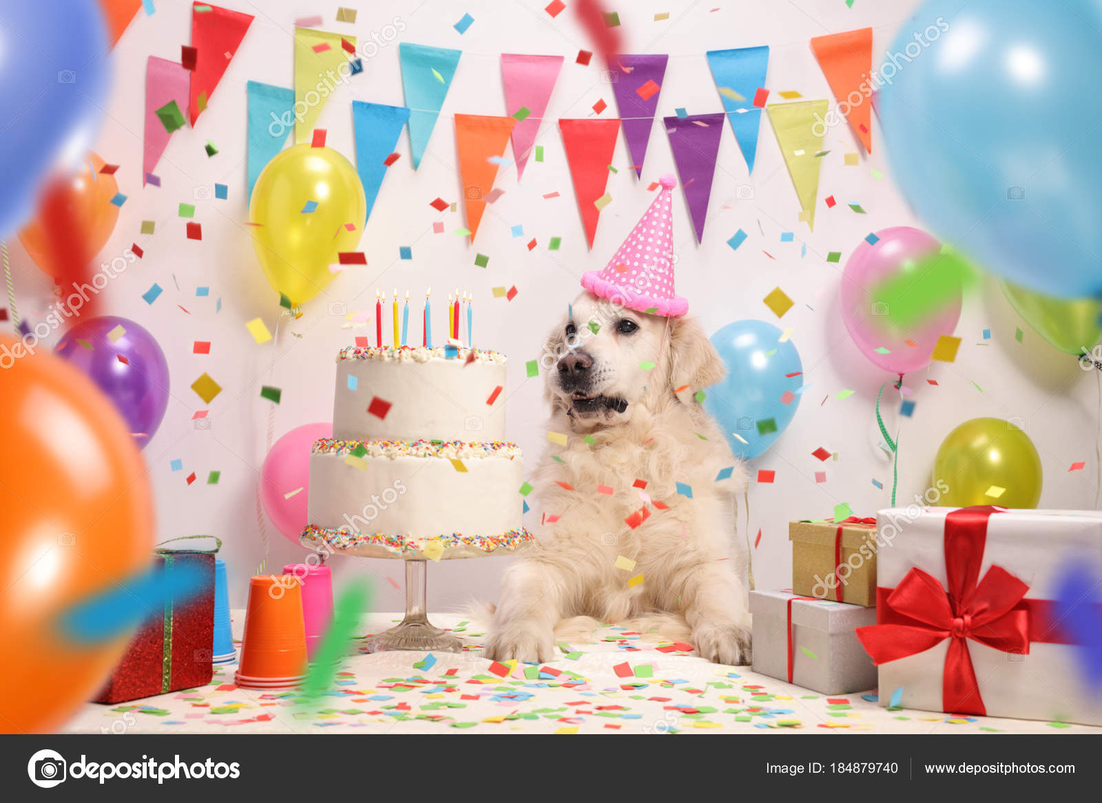 Labrador Retriever Party Hat Birthday Cake Wall Decoration Flags Labrador Retriever Party Hat Birthday Cake Wall Decoration Flags Balloons Stock Photo