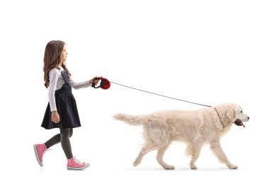 Tam uzunlukta profil resmini bir kız beyaz arka plan üzerinde izole bir labrador retriever köpek yürüyüş