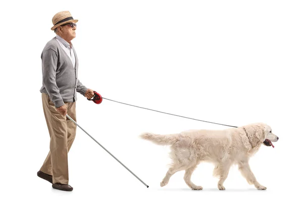 Полнометражный Снимок Слепого Взрослого Мужчины Идущего Помощью Собаки Изолированной Белом — стоковое фото