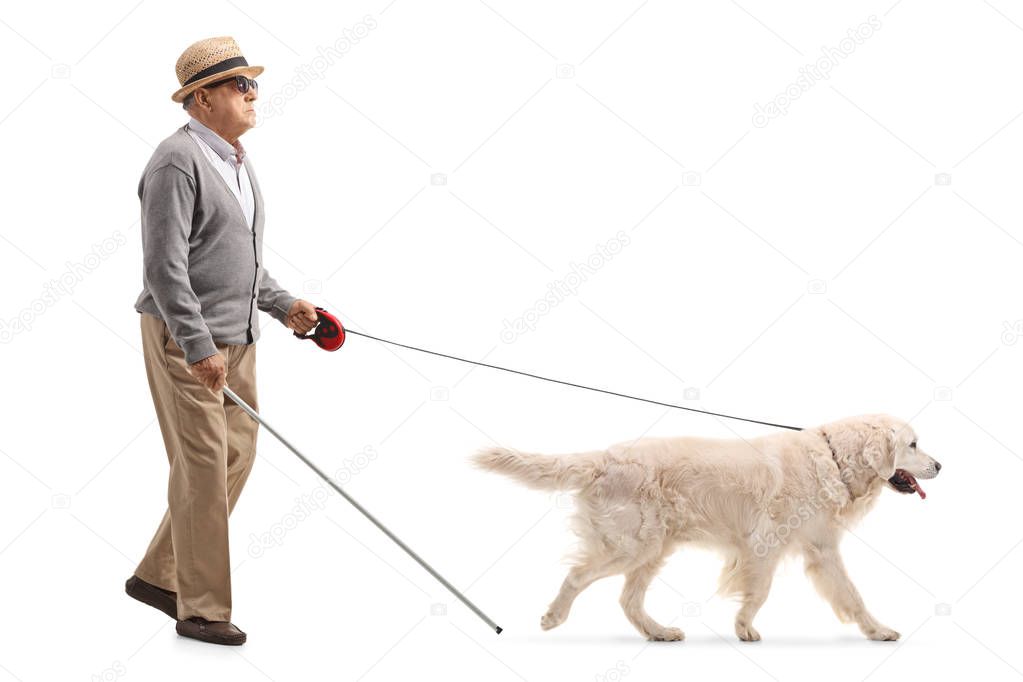 Full length profile shot of a blind mature man walking with the help of a dog isolated on white background