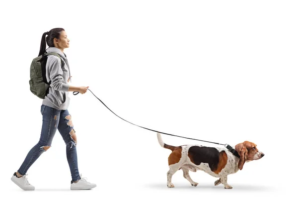 Vrouwelijke student wandelen een basset hond — Stockfoto