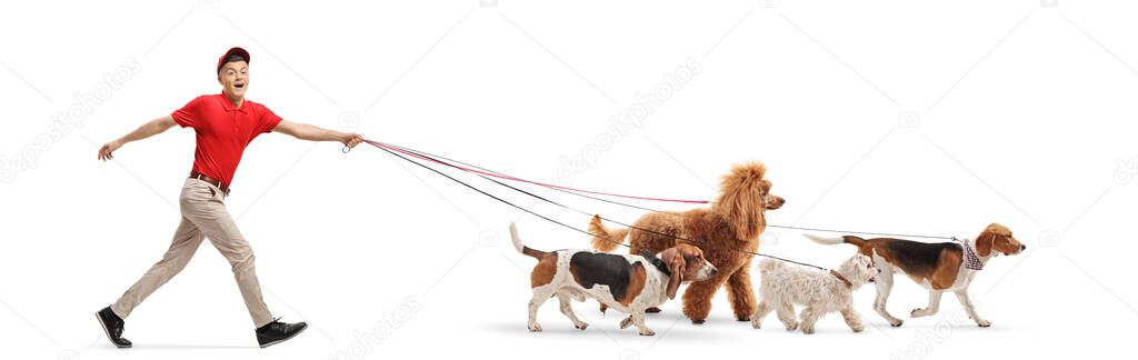 Full length profile shot of a guy dog walker walking four dogs isolated on white background