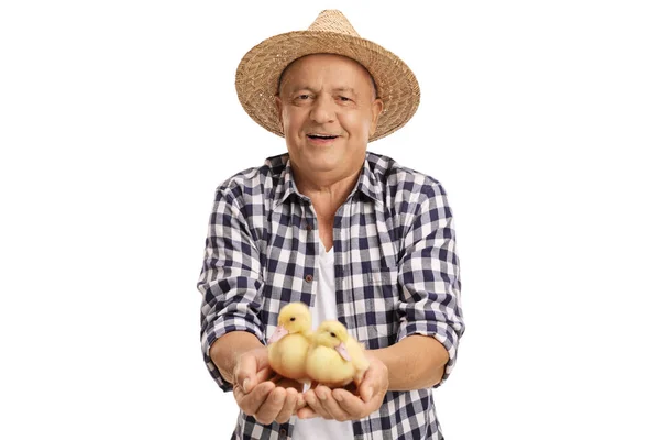 Mature Farmer Holding Two Little Ducklings Isolated White Background — Stock Photo, Image