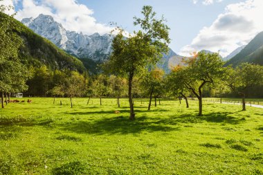 Dağlarda elma bahçesi ve yeşil çayır. Sonbahar ya da yaz. Logarska dolina veya Logar vadisi, Slovenya.