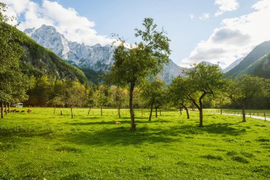 Elma bahçesi ve güneş ışığı. Dağ manzaralı idealist bir manzara. Logarska dolina veya Logar Vadisi, Slovenya, Avrupa.