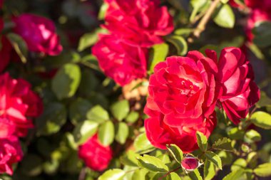 Güzel bush bir bahar bahçe kırmızı gül. Kırmızı gül. Bahçe çiçek açmış. Bahar. Yaz.