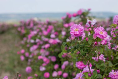Beautiful bush of pink roses in a spring garden. Flower field. Field of tea rose. Rose garden. clipart