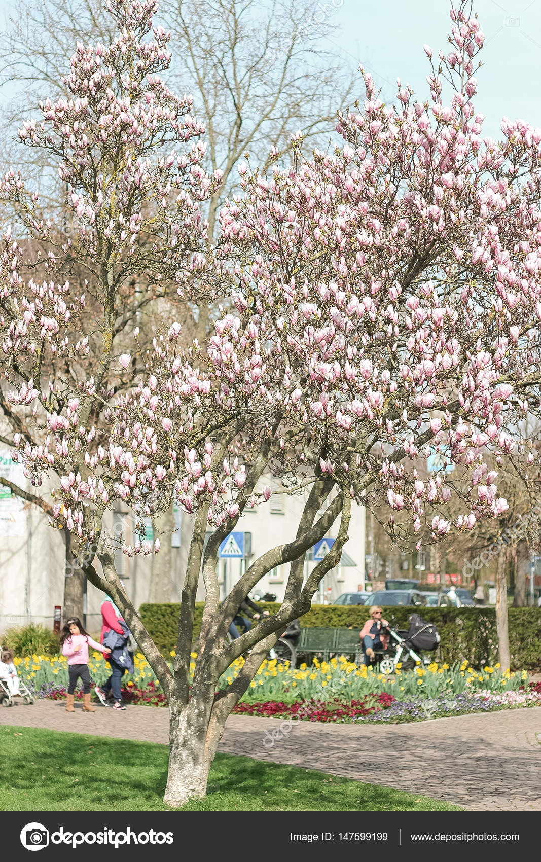 Fleurs Magnolia Printemps Arbres En Fleurs Chaleur