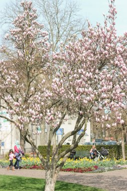 Çiçekli Manolya. Bahar. Çiçekli ağaçlar. Isı. Pembe çiçekler.