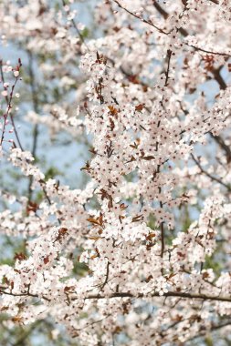 Çiçekli ağaçlar. Bahçe çiçek açmış. Beyaz çiçekler. Sıcak bahar.