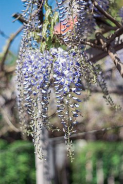 Wisteria. Bahar Eflatun çiçek. Bahçe çiçek açmış. Sıcak bahar.