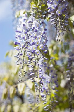 Wisteria. Bahar Eflatun çiçek. Bahçe çiçek açmış. Sıcak bahar.