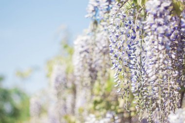 Wisteria. Bahar Eflatun çiçek. Bahçe çiçek açmış. Sıcak bahar.