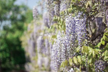 Wisteria. Bahar Eflatun çiçek. Bahçe çiçek açmış. Sıcak bahar.