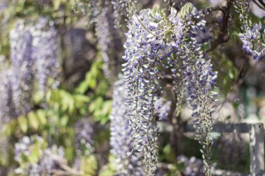 Wisteria. Bahar Eflatun çiçek. Bahçe çiçek açmış. Sıcak bahar.