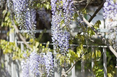 Wisteria. Bahar Eflatun çiçek. Bahçe çiçek açmış. Sıcak bahar.