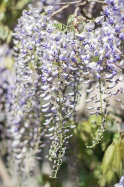 Wisteria. Bahar Eflatun çiçek. Bahçe çiçek açmış. Sıcak bahar.