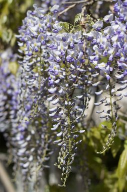 Wisteria. Bahar Eflatun çiçek. Bahçe çiçek açmış. Sıcak bahar.