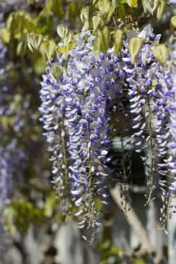 Wisteria. Bahar Eflatun çiçek. Bahçe çiçek açmış. Sıcak bahar.